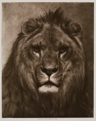 Lejon