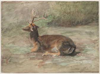 Recumbent Stag, andra hälften av 1800-talet (akvarell och gouache över grafit)