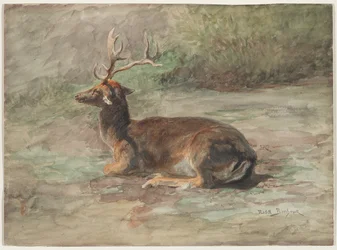 Stag Liggande