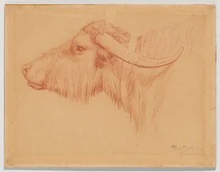 Vattenbuffel