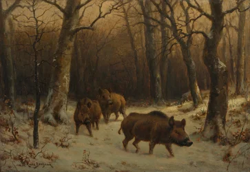 Vildsvin i snön, omkring 1872-1877.