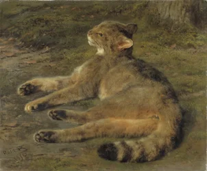 Vildkatt, 1850