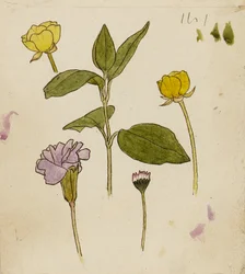 Studie av blommor - smörblomma och prästkrage