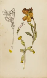 Studie av blommor, murgröna och gullvivor