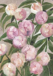 Rosa pionknoppar
