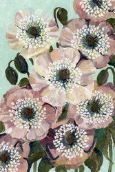 Rosa vallmo