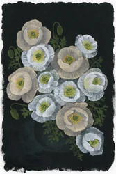 Eleganta vallmoblommor