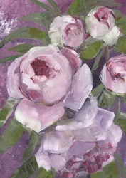 Måleriska rosa pioner