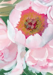 Rosa pionblomma