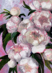 Mjukt rosa pioner
