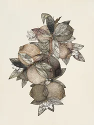 Granatäpple (1867) Rufus King
