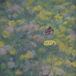 Brown Argus (efter foto av Sara Crow)