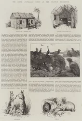 South Australian Court på Colonial Exhibition