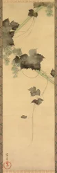 Vinrankor