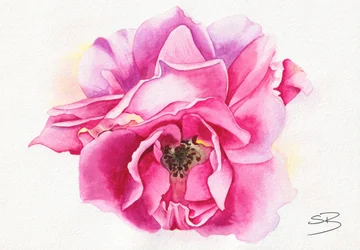 Blommande rosa ros