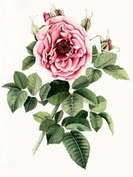 Blommande rosa ros