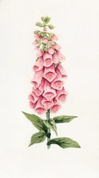 Delikat rosa fingerborgsblomma