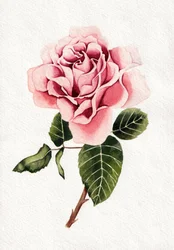Elegant rosa ros