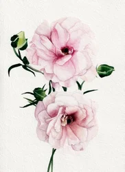 Rosa blommor i akvarell