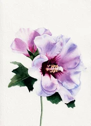 Lila hibiskusblommor