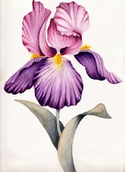 Ljuslila iris