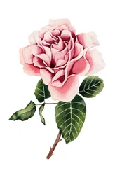 Akvarellrosa ros