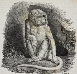 Albino apa i Jardin des Plantes, Paris botaniska trädgård, Frankrike, litografi av Salvatore Puglia från Poliorama Pittoresco, n 23, 14 januari