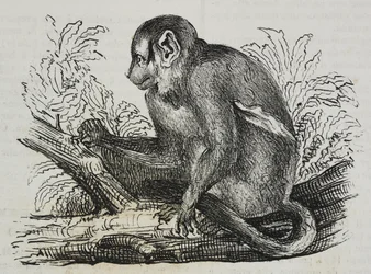 Nattapa douroucoulis (Aotus trivirgatus), litografi av Salvatore Puglia från Poliorama Pittoresco, n 46, 25 juni