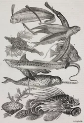 Havsvarelser: 1 Dattiloftera, 2 Syngnathus, 3 Pegasus, 4 Trachypterus, 5 Chaetodon, 6 Kaninfiskar, 7 Enhörning (narval), 8 Flygande Pteroider, 9 Attinia
