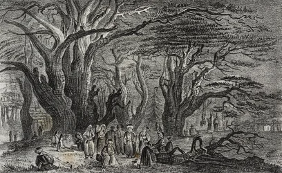 Gamla cedrar från Libanon i Tyrus, Libanon, litografi av Salvatore Puglia från Poliorama Pittoresco, n 25, 28 januari