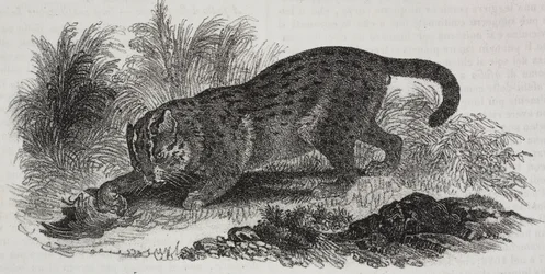 Sumatran katt, litografi av Salvatore Puglia från Poliorama Pittoresco, n 47, 1 juli