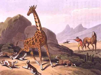 Hunting the Camelopard, graverad av Matthew Dubourg (fl.1785-1820), utgiven av Edward Orme