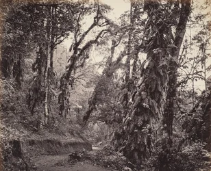 Darjeeling, Skogsscen med rankor, med Tukvarvägen