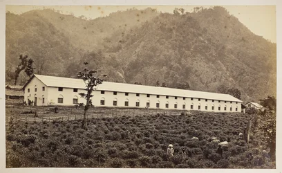 Selim Tea Estate, Darjeeling, den nya fabriken, lägre division,  från "Views of Darjeeling",  1860-80    (s/v bild)