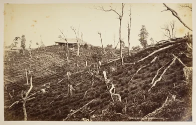 Selim Tea Estate, Darjeeling,  från "Views of Darjeeling",  1860 -1880,  (s/v bild)