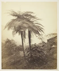 Trädormbunken, prisfoto