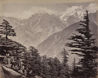 Övre Himalaya. Utsikt nära China Mountains. Himalayacedrar i förgrunden