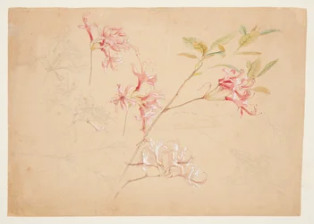 Azaleor