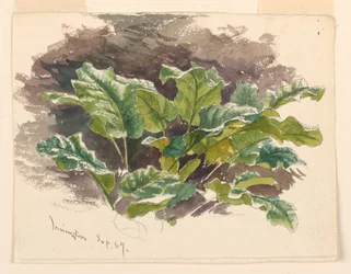 Botanisk studie
