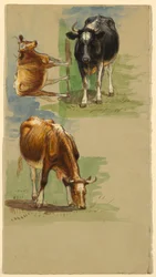 Nötkreatur, stutar