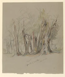 Cypresser i Chapultepec, Mexiko