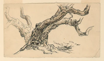 Teckning, Skisser. Sykomorer, Santa Barbara, Kalifornien, ca 1888