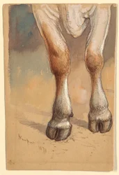 Teckning, Studier efter nötkreatur, 1871