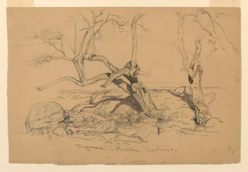 Teckning, Studier. Träd, Santa Barbara, Kalifornien, 3 februari 1888