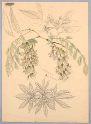gräshoppor blommar