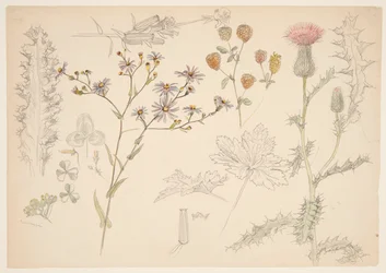 Studier av ängsblommor