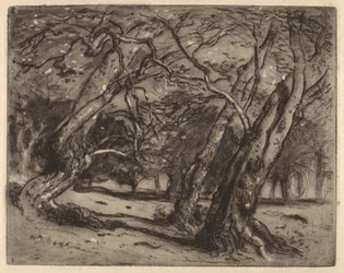 Namnlös (skogsbevuxen landskap)