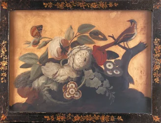 Butcherbird-hane