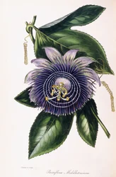 Passiflora Middletoniana, ca 1834-1849