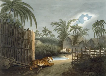 En tiger som strövar genom en by (boskap i skräck), från 